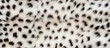 © StockKing - A close up mock up showcasing the stunning texture and background concept of a white leopard faux fur Perfect for adding copy space