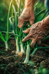 Wall Mural - a farmer collects green onions. Selective focus