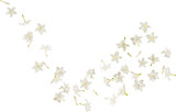 white jasmine flower falling in the air