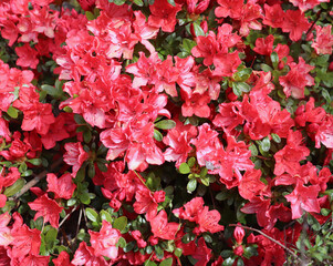 Wall Mural - Big pink azalea or Rhododendron in an organic garden. Season of flowering azaleas. Azaleas are shade tolerant flowering shrubs in the genus Rhododendron. Blurred background.