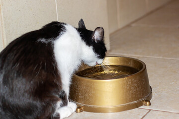 A Felidae carnivore cat drinking from a gold bowl in black and white colors