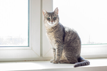 Wall Mural - Grey Felidae carnivore with whiskers and tail sitting on window sill