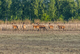 Fototapeta Tulipany - Chmara jeleni łanie młode byczki na otwartej przestrzeni w porannym świetle