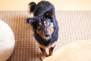 Wall Mural - Black and brown sporting group dog with whiskers and fur looking at camera