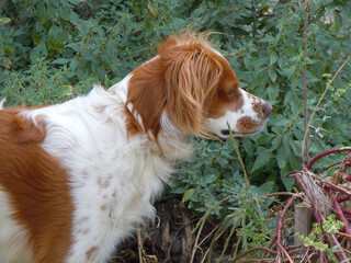 Poster - Spaniel breton