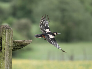 Wall Mural - Great-spotted woodpecker, Dendrocopos major