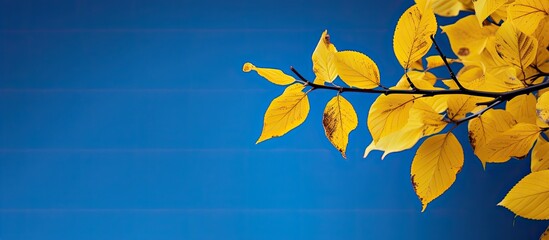 Fototapete - Autumn yellow leaves on a blue background. copy space available