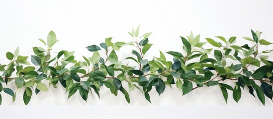 Wall Mural - Isolated foreground green leaves on white background. copy space available