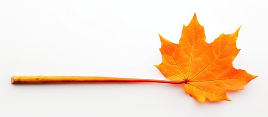 Poster - Bright orange autumn natural maple leaf rolled into tube on side on white background with empty copy space Isolated for insert in design your autumn background backdrop image picture or text