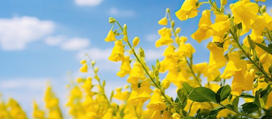 Wall Mural - Crotalaria juncea yellow flowers blooming blurred background with copy space isolated on blue sky and white cloud in the garden