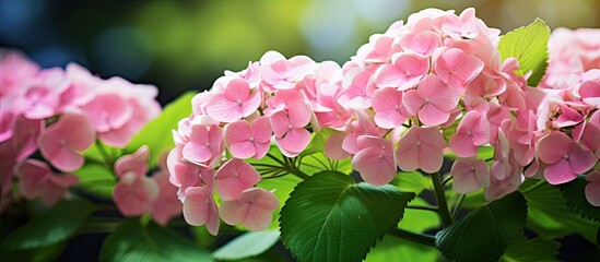 Poster - Fresh beautiful Hydrangea Macrophylla sweet soft pink flower tree and green leaf in garden with blur background. copy space available