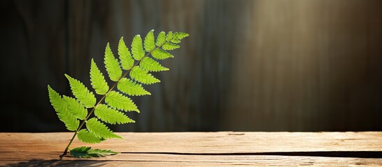 Poster - GREEN FERN LEAF ON AN OLD WOODEN BACKGROUND THE SHADOW OF THE FERN SHEET ON A WOODEN BACKGROUND. copy space available