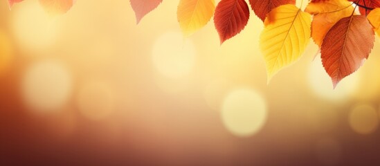 Poster - background of autumn leaves. copy space available