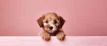 Little Cute Brown Puppy Dog Is Sitting In Front Of Vintage Pink Wall Background With Copy Space