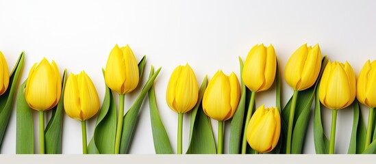 Aufkleber - Spring flowers Yellow tulips on white background top view space for text border. copy space available