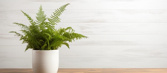 Poster - Beautiful fern in pot on wooden table against white background. copy space available