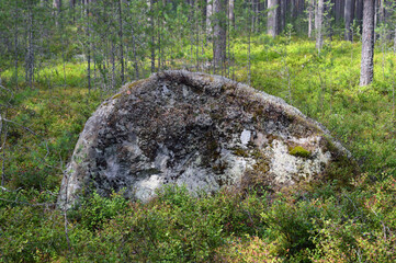 Wall Mural - Large granite stone in summer forest.