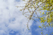 © SeagullNady - A flowering tree branch in the spring. Small young new leaves on a tree branch.
