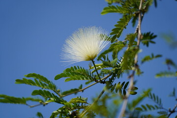 Wall Mural - Calliandra haematocephala, with its eye-catching flowers and lush foliage, is an excellent choice for adding a tropical touch to gardens and landscapes in suitable climates.