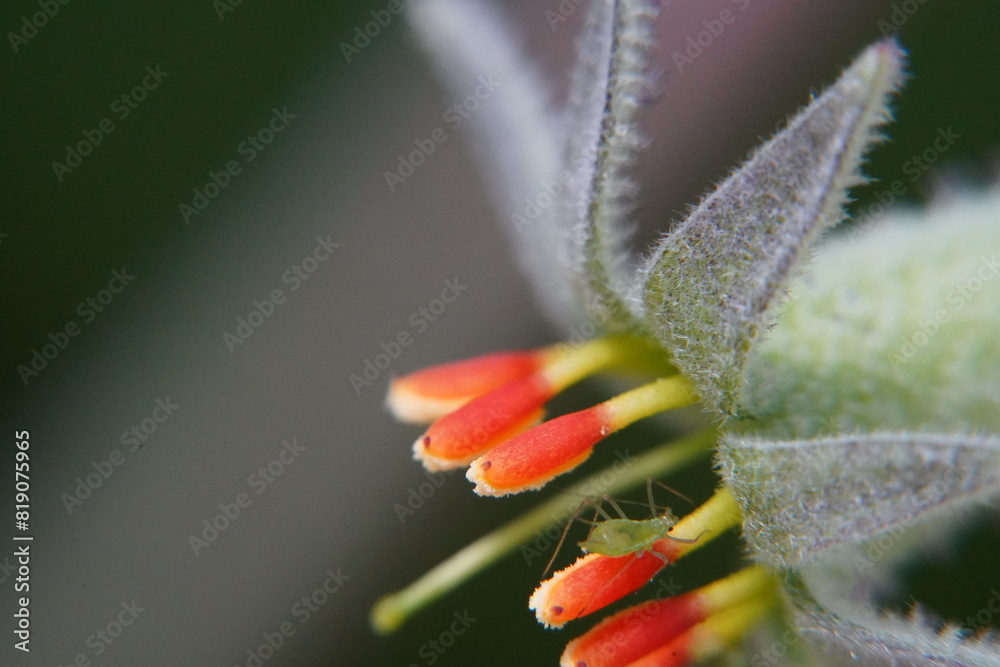 Hybrid Kangaroo Paws are prized for their distinctive flowers and ...