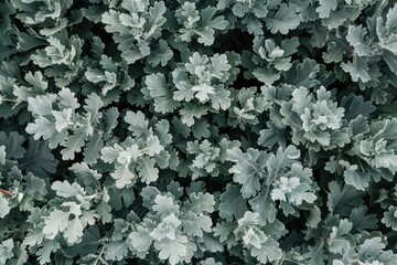 Poster - Close up of a green plant, suitable for nature concepts