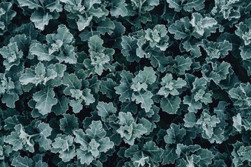 Aufkleber - Close up shot of vibrant green leaves, perfect for nature backgrounds