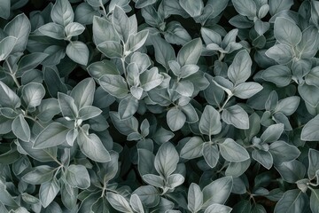 Poster - Detailed shot of fresh green leaves, perfect for nature themes