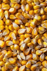 Poster - Detailed close up of a bunch of yellow corn. Suitable for agricultural concepts
