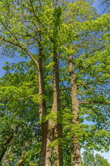 Wall Mural - A tree with abundant green leaves set in front of a blue sky