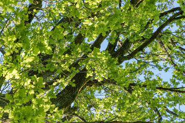 Wall Mural - Tree with green leaves and blue sky as background