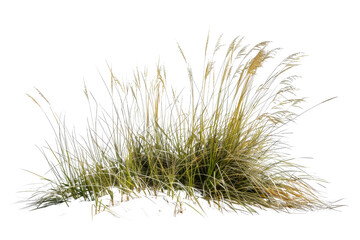 a bush of vibrant grass isolated on a transparent background. showcasing natural green and yellow hu