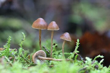 Wall Mural - Deconica phyllogena, also called Psilocybe phyllogena, little brown mushroom from Finland, no common English name