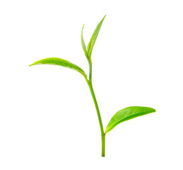 Poster - green tea leaf transparent png