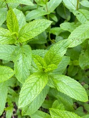 Wall Mural - mint leaves in the garden