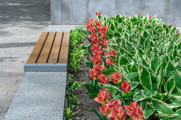 Wall Mural - Flowerbed from mix of hostas and flowers tulips in city park. Green white leaves in composition with red buds. Shade tolerant foliage and blooming tulipas in gardening. Natural floral ornament.