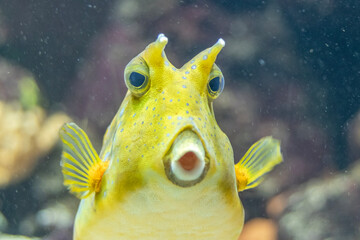 Wall Mural - Frontal closeup of a longhorn cowfish