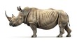 © Ева Поликарпова - A powerful rhino standing on a white surface, suitable for various projects