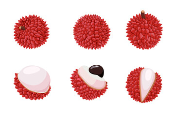 lychee fruit vector cartoon isolated on white background