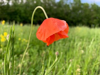 Sticker - red poppy flower