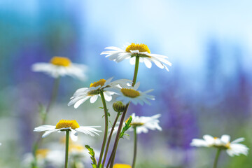 Wall Mural - Abstract natural background with white daisy blooming flowers and blured  backgrounds