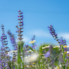 Wall Mural - Abstract natural background with wild sage blooming flowers and skies as backgrounds