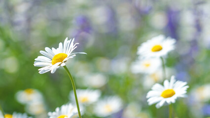 Wall Mural - Abstract natural background with white daisy blooming flowers and blured  backgrounds