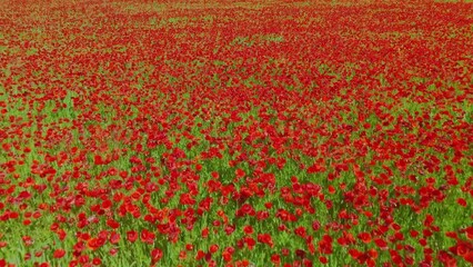 Wall Mural - Aerial drone footage of an incredible poppy flowers field with motion blur