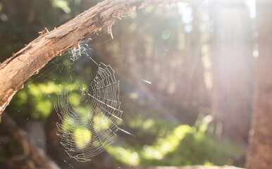 spiderweb in the sun