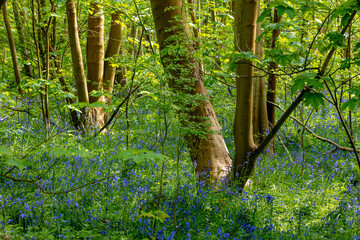 Wall Mural - Selective focus of wild Spanish bluebell flowers in the forest, Hyacinthoides hispanica, Endymion hispanicus or Scilla hispanica is a spring-flowering bulbous perennial native to the Iberian Peninsula