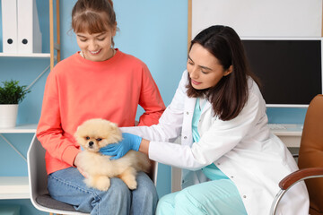 Sticker - Female veterinarian and owner examining cute Pomeranian dog in clinic