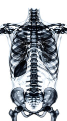 Poster - Highly Detailed Medical X-ray Image of Human Chest Revealing Skeletal Structure and Internal Organs in Stark Clinical Setting