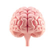 © Maule - 3d front view of human brain on transparent background
