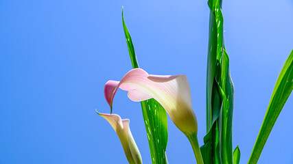 ピンクのカラーの花