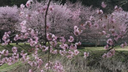 Wall Mural - 春風に揺れる満開の桜